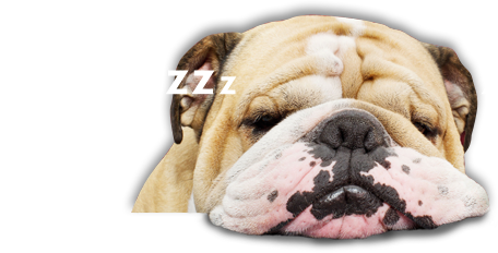 Hund